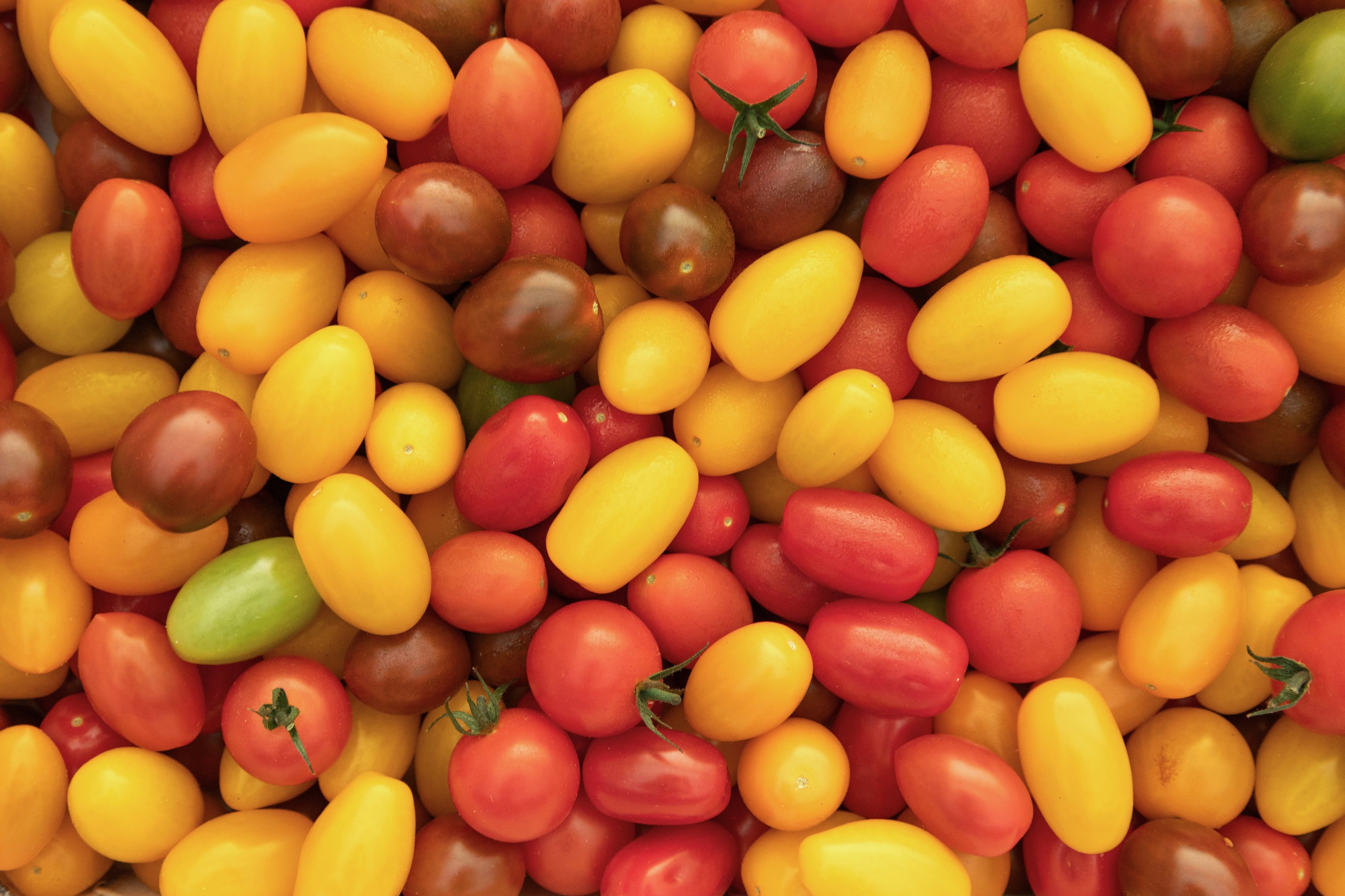 Tomates cerises au Grand Marché des Alpes, MIN de Grenoble, marché de gros alimentaire pour professionnels à Grenoble.